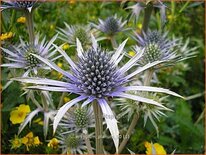 Eryngium planum