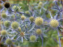 Eryngium planum