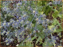 Eryngium planum