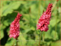 Persicaria amplexicaulis &#39;JS Delgado&#39;