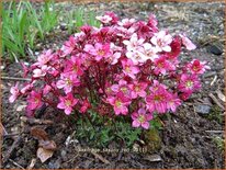 Saxifraga &#39;Saxony Red&#39;