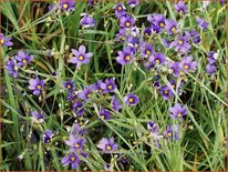 Sisyrinchium angustifolium &#39;Lucerne&#39;