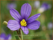 Sisyrinchium angustifolium &#39;Lucerne&#39;