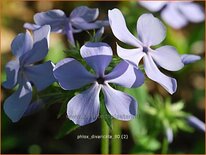 Phlox divaricata