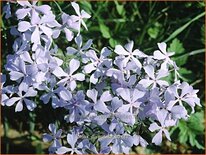 Phlox divaricata