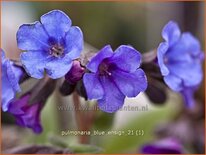 Pulmonaria &#39;Blue Ensign&#39;