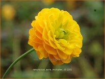 Ranunculus acris &#39;Multiplex&#39;