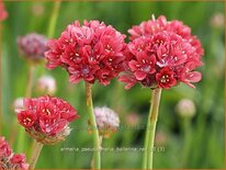 Armeria pseudarmeria &#39;Ballerina Red&#39;