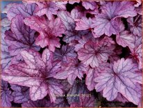 Heuchera &#39;Shanghai&#39;