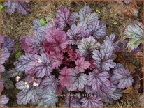 Heuchera &#39;Shanghai&#39;