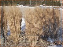 Panicum virgatum &#39;Northwind&#39;