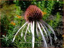 Echinacea pallida &#39;Hula Dancer&#39;