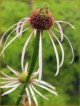 Echinacea pallida &#39;Hula Dancer&#39;