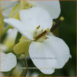 Arabis caucasica &#39;Snowcap&#39;