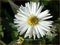 Aster novi-belgii &#39;White Ladies&#39;