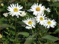 Aster novi-belgii &#39;White Ladies&#39;