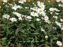 Aster novi-belgii &#39;White Ladies&#39;