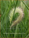 Pennisetum alopecuroides &#39;Reborn&#39;