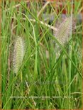 Pennisetum alopecuroides &#39;Reborn&#39;