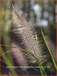 Pennisetum alopecuroides &#39;Reborn&#39;