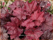 Heuchera &#39;Fire Chief&#39;