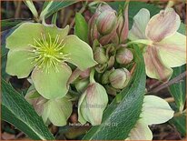 Helleborus sternii