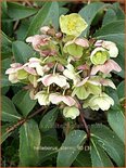 Helleborus sternii