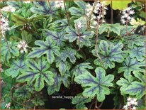 Tiarella &#39;Happy Trails&#39;