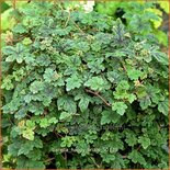 Tiarella &#39;Happy Trails&#39;