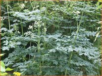 Thalictrum &#39;Elin&#39;