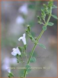 Nepeta faassenii &#39;Gletschereis&#39;