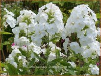 Phlox paniculata &#39;White Admiral&#39;