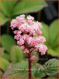 Rodgersia &#39;Die Stolze&#39;