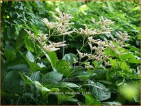 Rodgersia &#39;Die Stolze&#39;