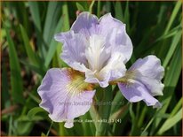 Iris sibirica &#39;Dawn Waltz&#39;