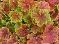 Heuchera &#39;Miracle&#39;