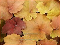 Heuchera &#39;Southern Comfort&#39;