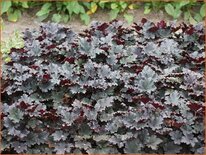 Heuchera &#39;Binoche&#39;