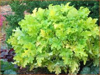 Heuchera &#39;Lime Marmalade&#39;