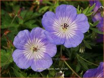 Geranium &#39;Azure Rush&#39;