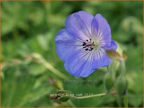 Geranium &#39;Azure Rush&#39;