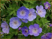 Geranium &#39;Azure Rush&#39;