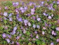 Geranium &#39;Azure Rush&#39;