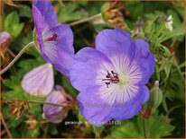 Geranium &#39;Azure Rush&#39;