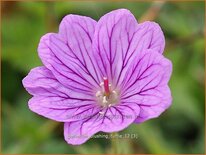 Geranium &#39;Blushing Turtle&#39;