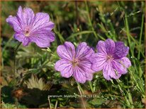 Geranium &#39;Blushing Turtle&#39;