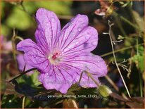 Geranium &#39;Blushing Turtle&#39;