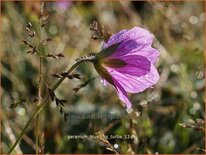 Geranium &#39;Blushing Turtle&#39;