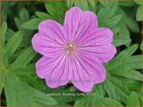 Geranium &#39;Blushing Turtle&#39;