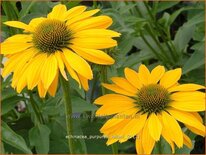 Echinacea purpurea &#39;Leilani&#39;